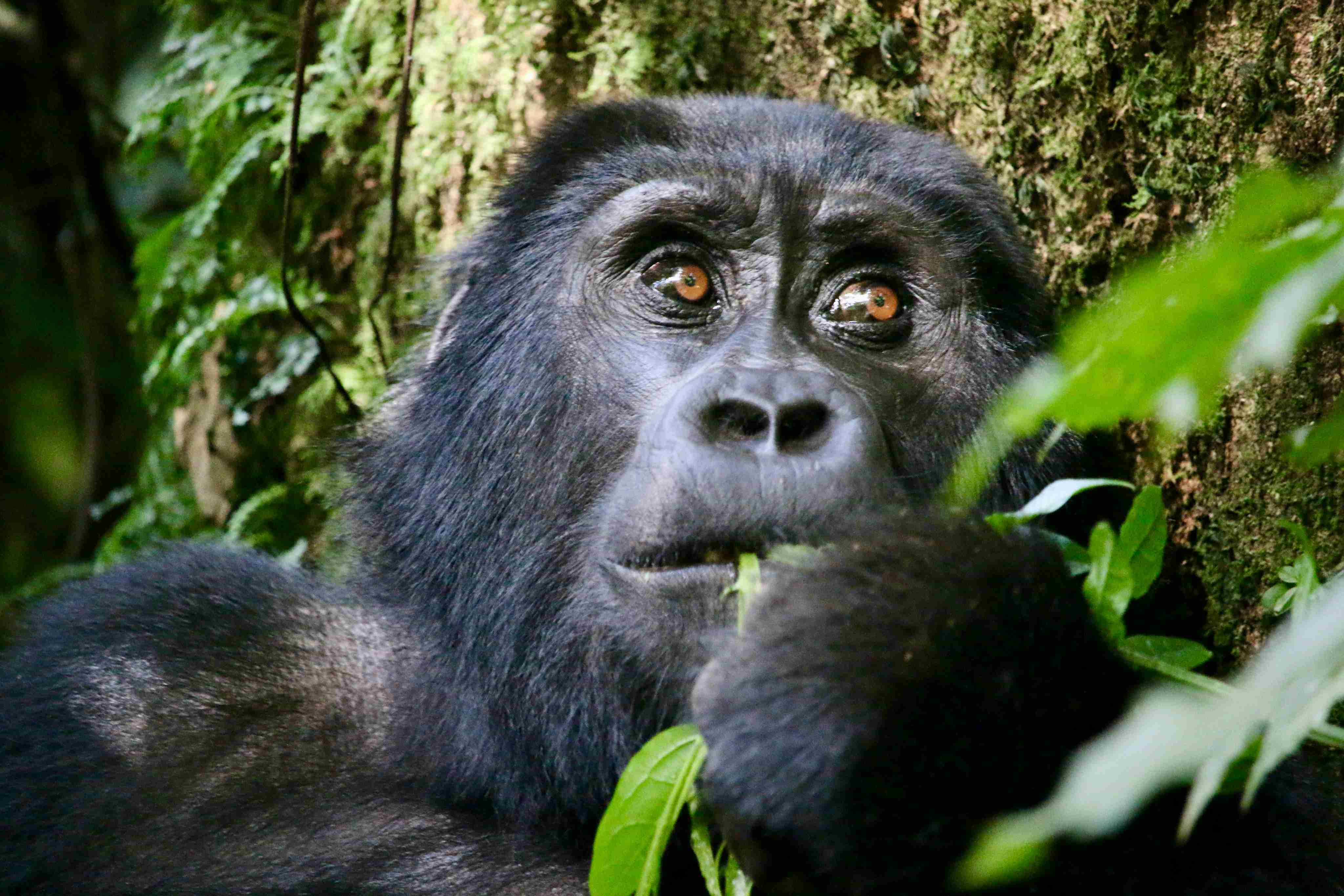 Bwindi Impenetrable Forest