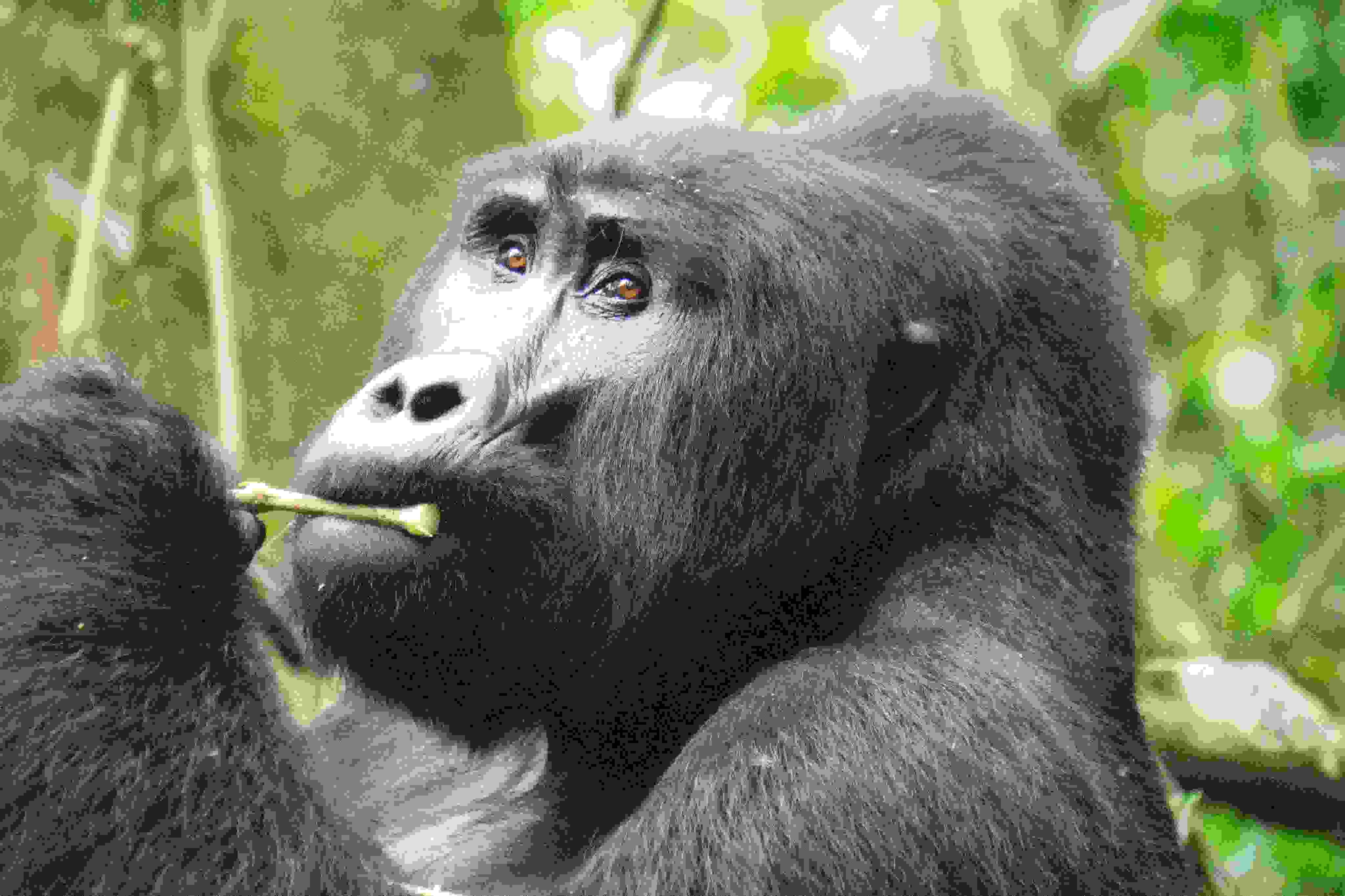 View of Lake Tanganyika from Gombe