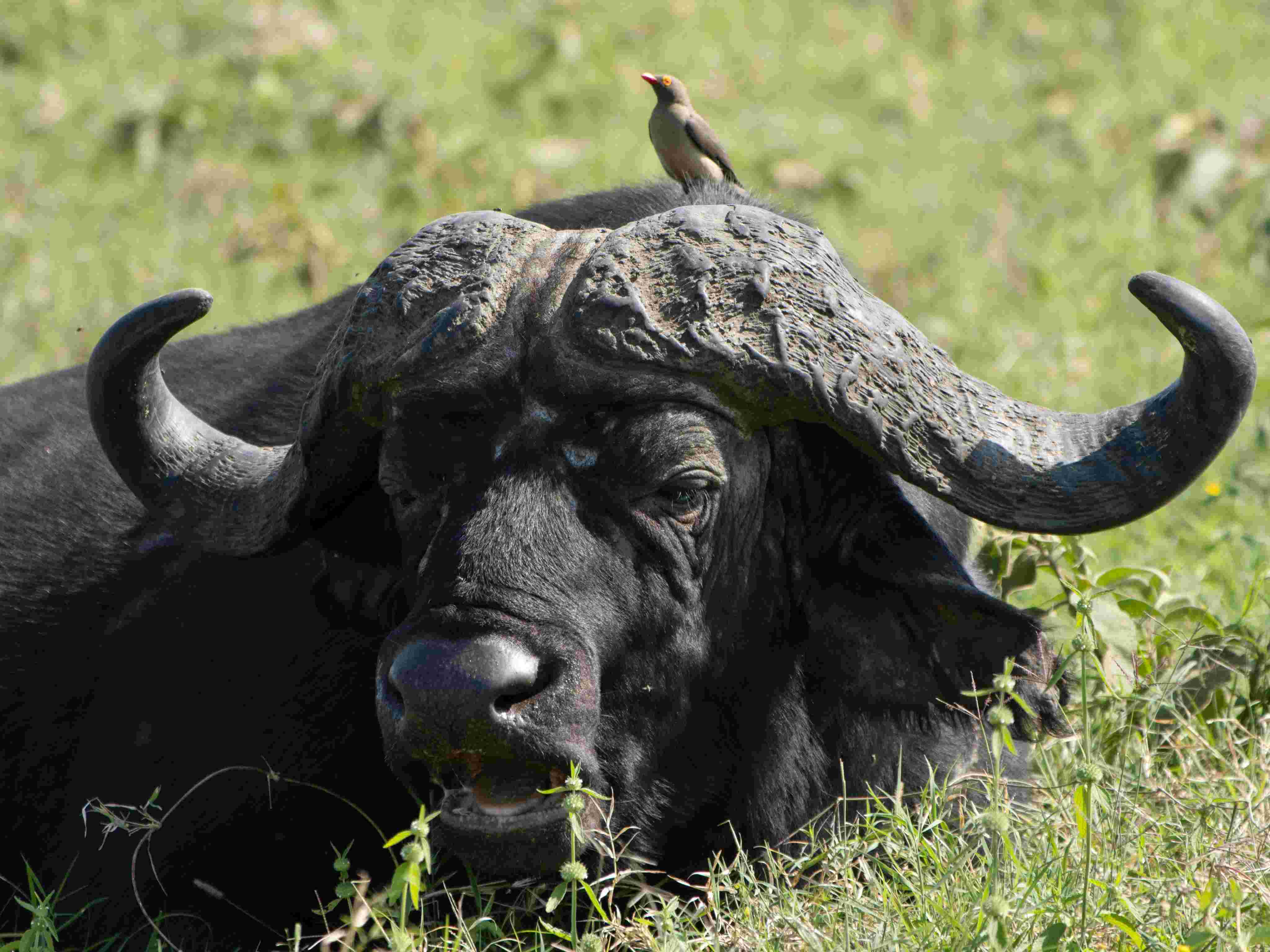 Rothschild's giraffe in Lake Nakuru