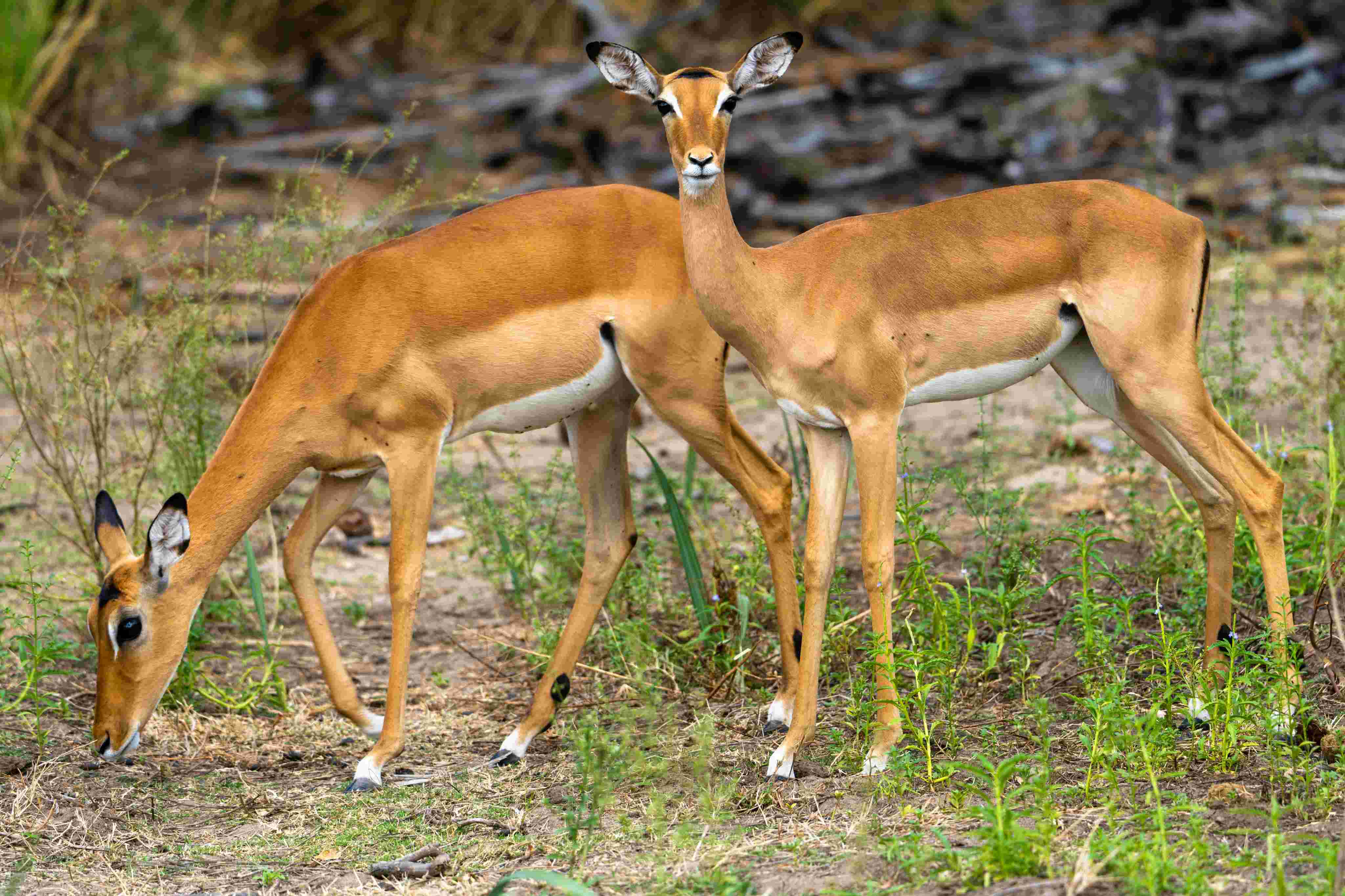 Lake Tanganyika shore