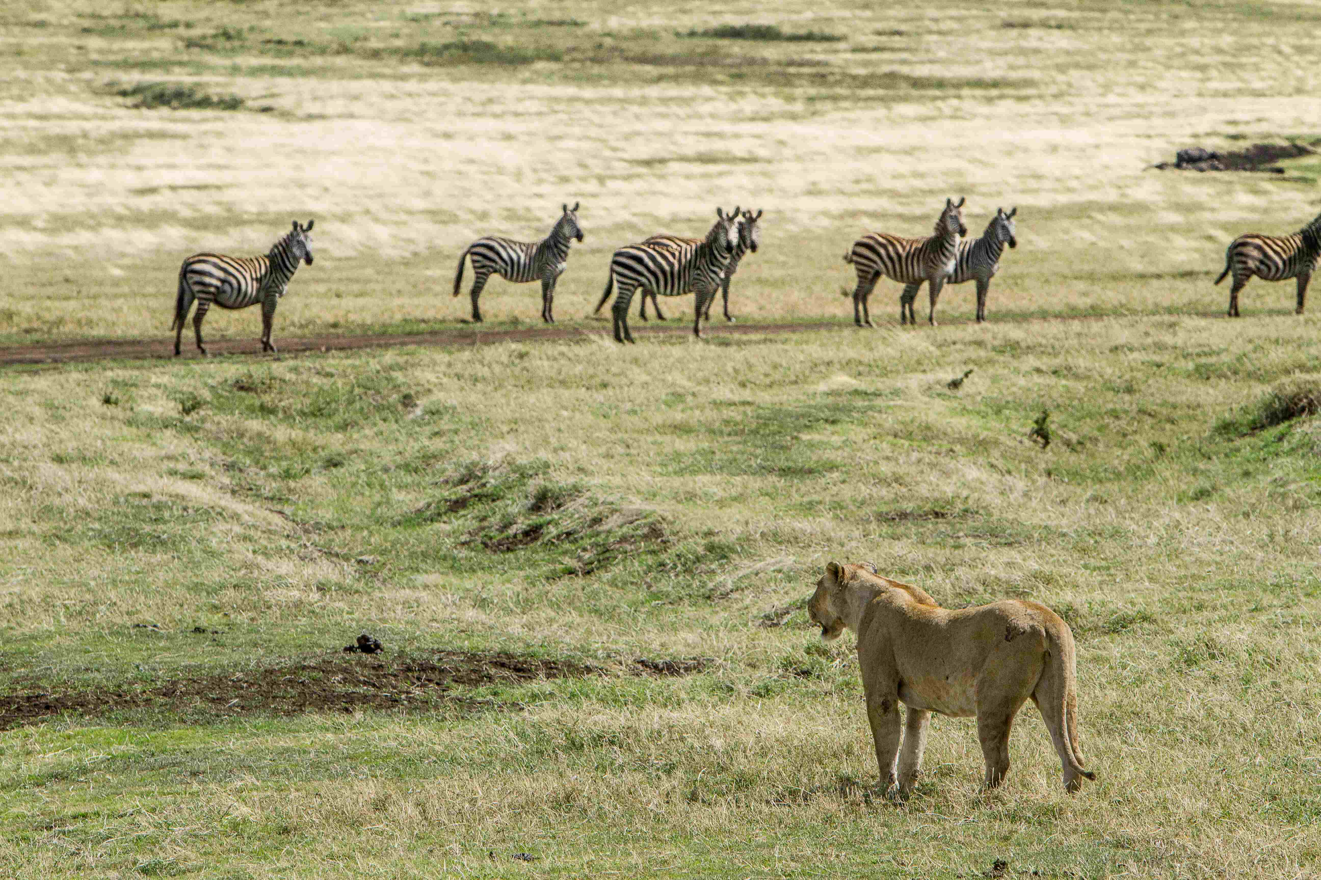 Ngorongoro Wildlife