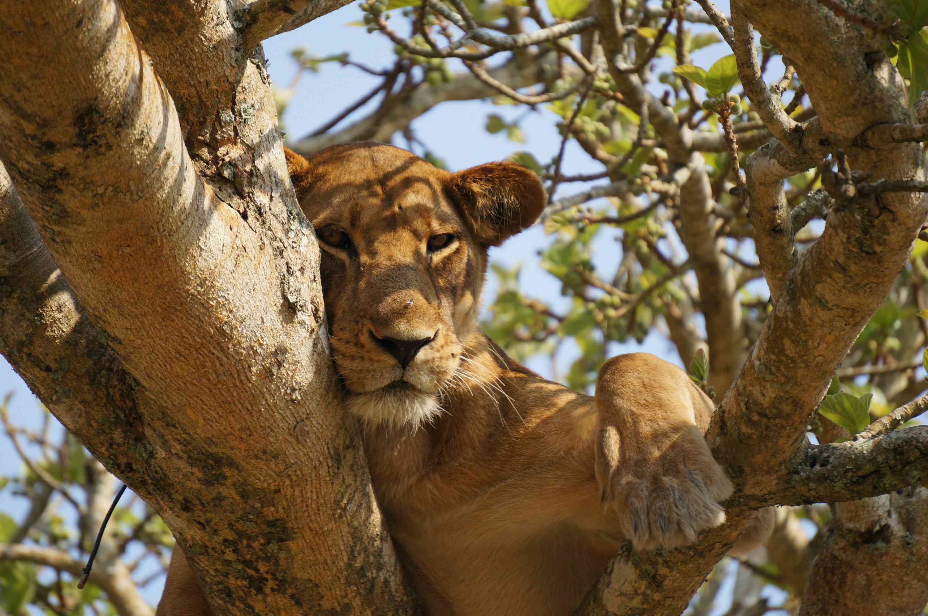 Tree-climbing lion in Ishasha