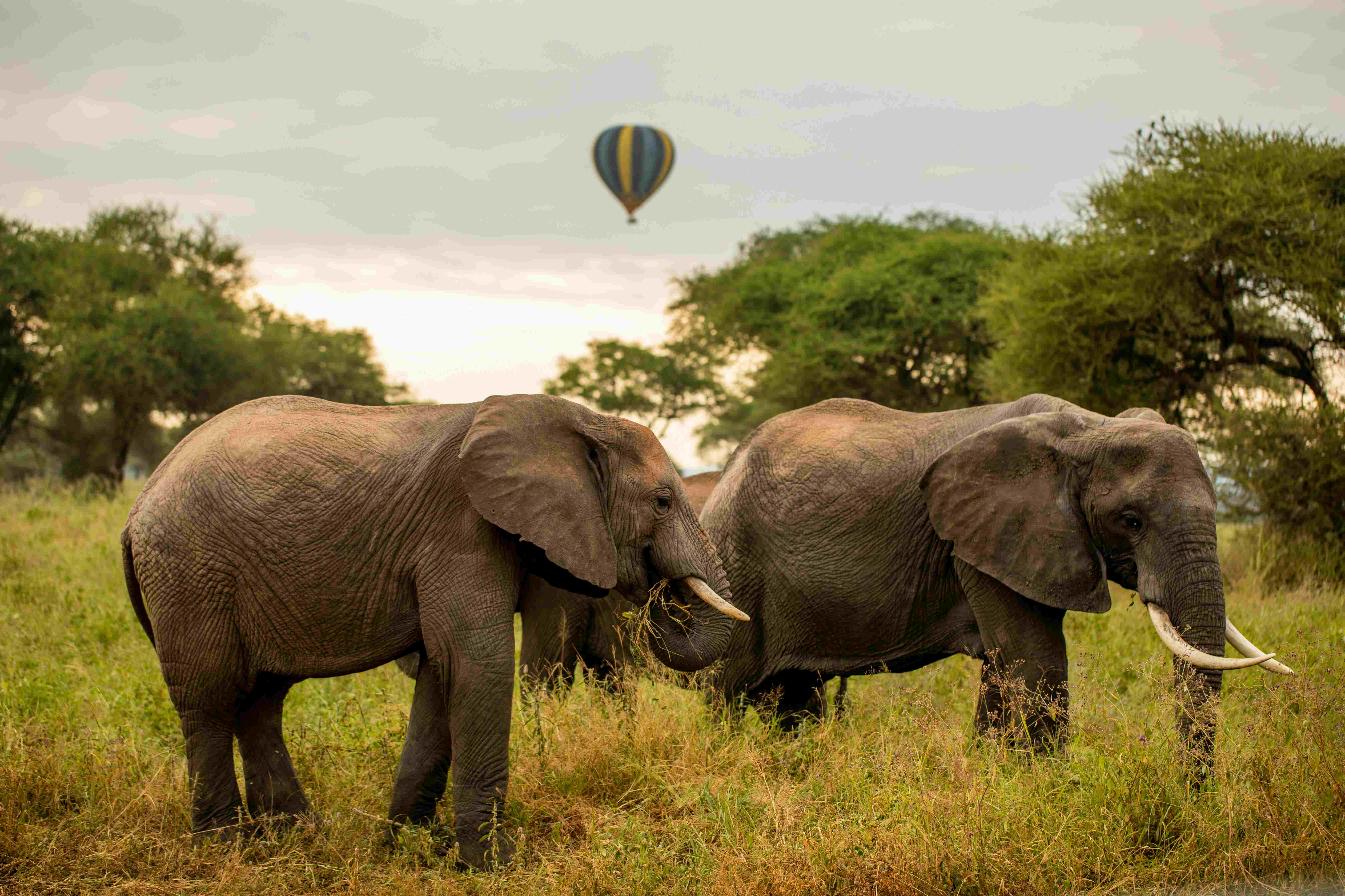 Tarangire Elephants