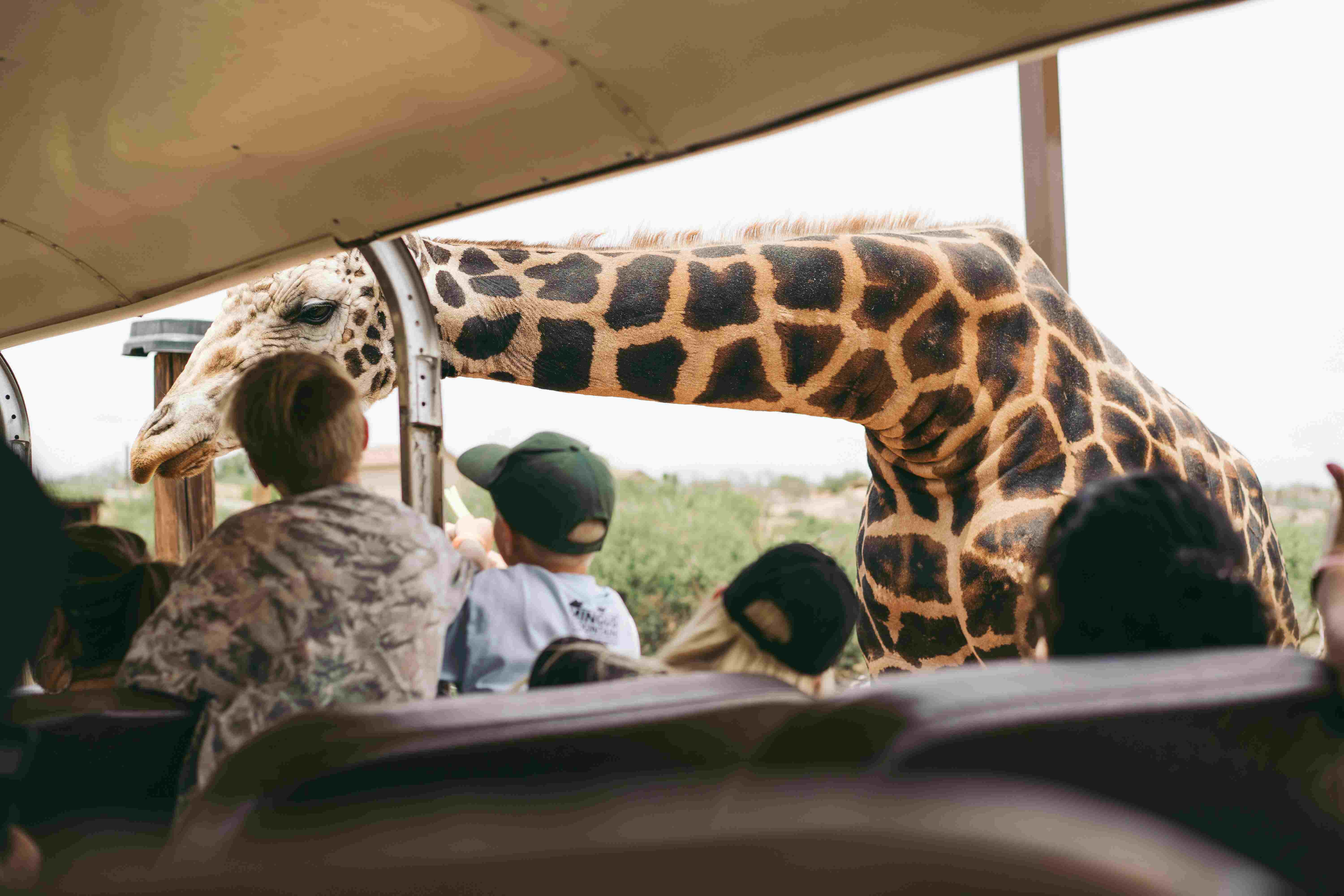 Safari Experience